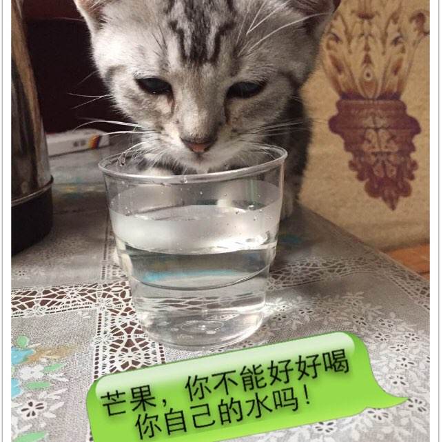 英语四级级成绩单模板/图片